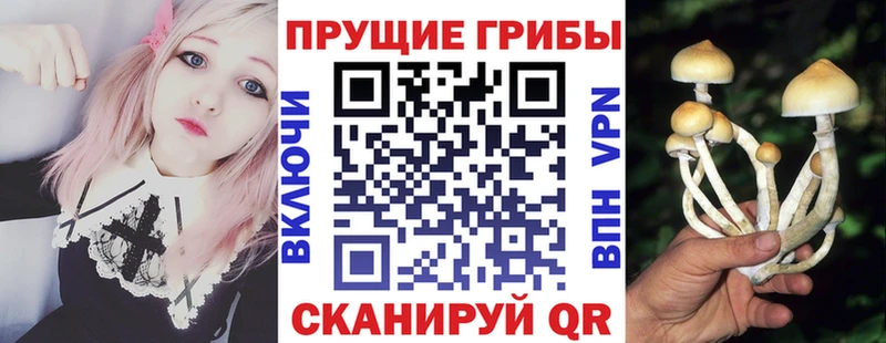 Купить  Геленджик  Псилоцибиновые грибы Psilocybe 